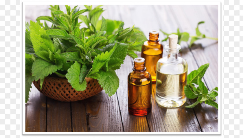 Oil Herbal Essential Tea Tree Odor Fragrance PNG