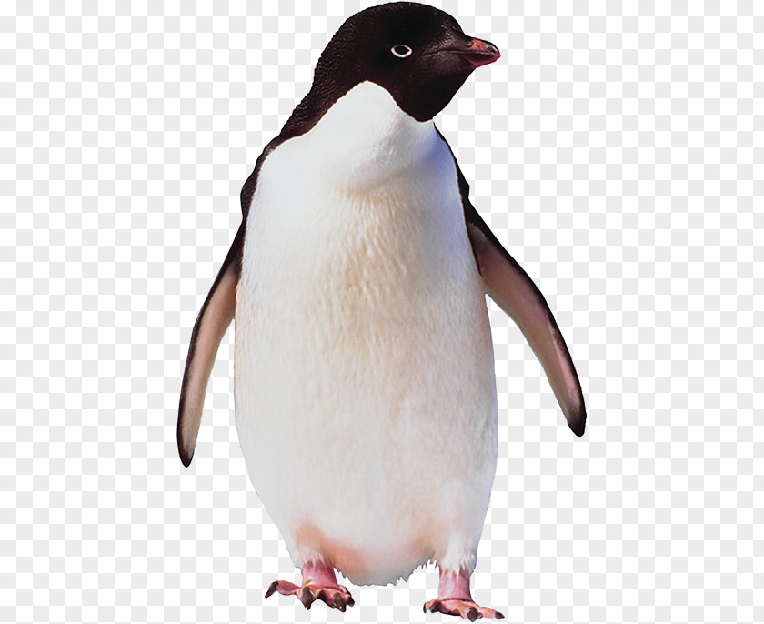 Penguin Emperor Flightless Bird Antarctica PNG
