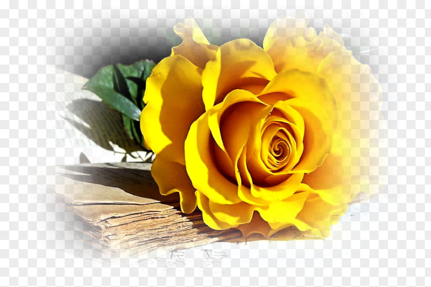 Rose Flower Desktop Wallpaper Yellow PNG