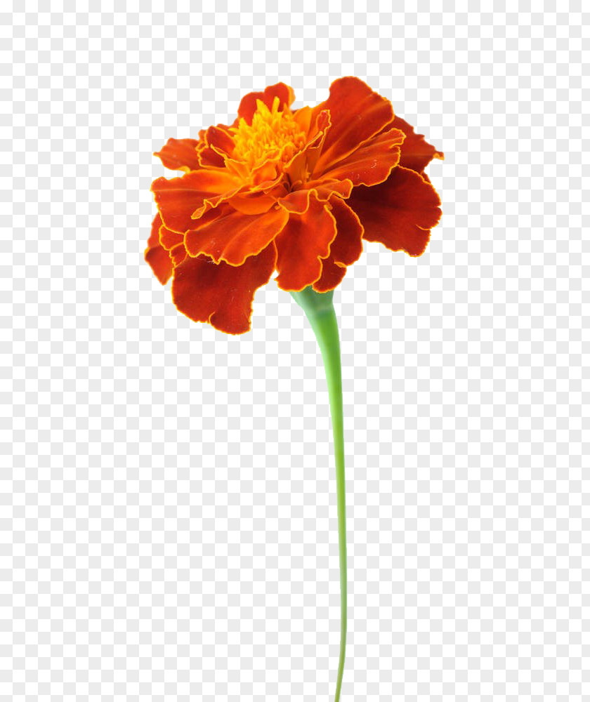 A Marigold Dipping Material Mexican Tagetes Lucida Flower Calendula Officinalis Chrysanthemum PNG