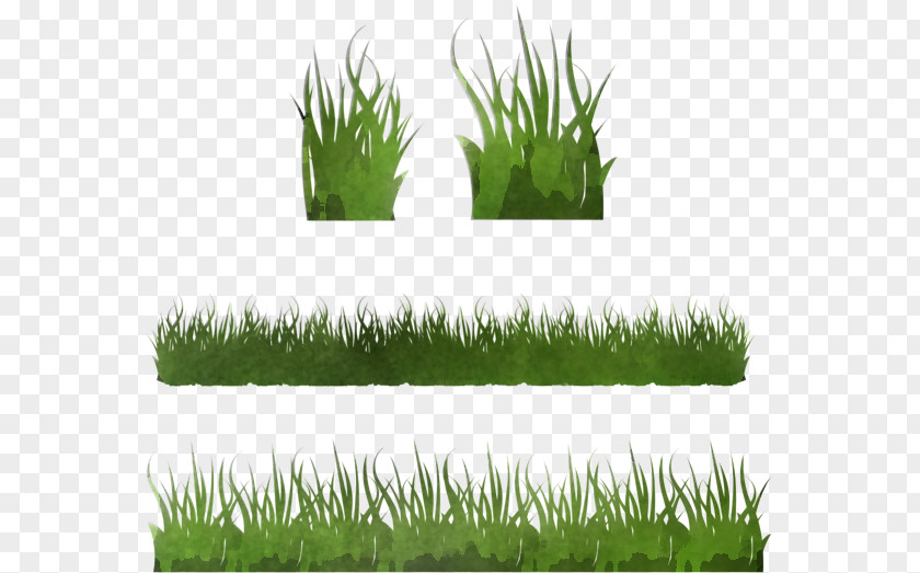 Grass Lawn Plant Wheatgrass Family PNG