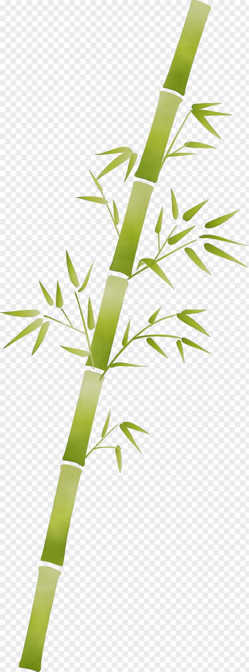 Leaf Plant Stem Bamboo Flower PNG