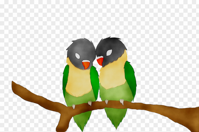 Pet Beak Parakeet PNG