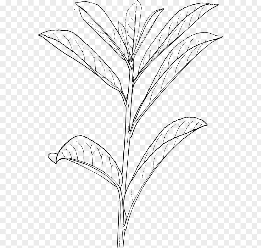 Plant Shrub Clip Art PNG