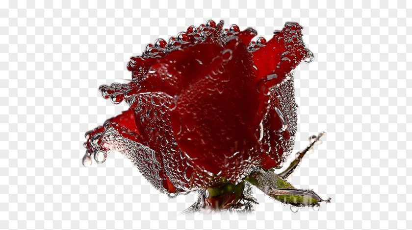Rose Desktop Wallpaper Valentine's Day Propose PNG