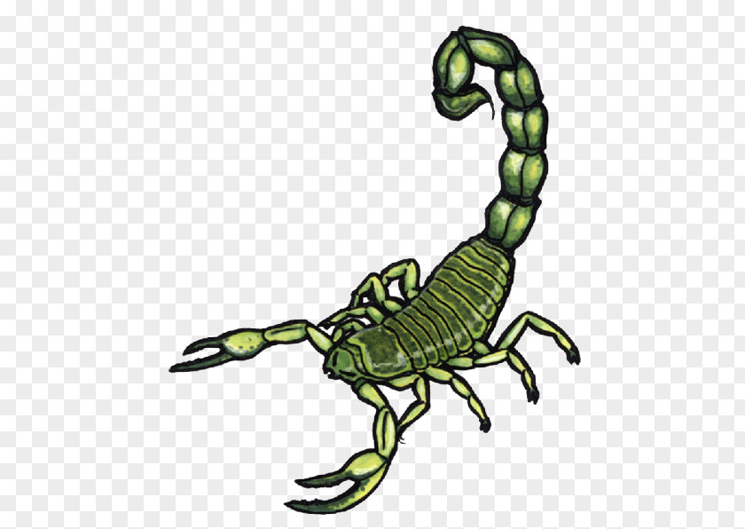 Scorpion Body Art Tattoo PNG