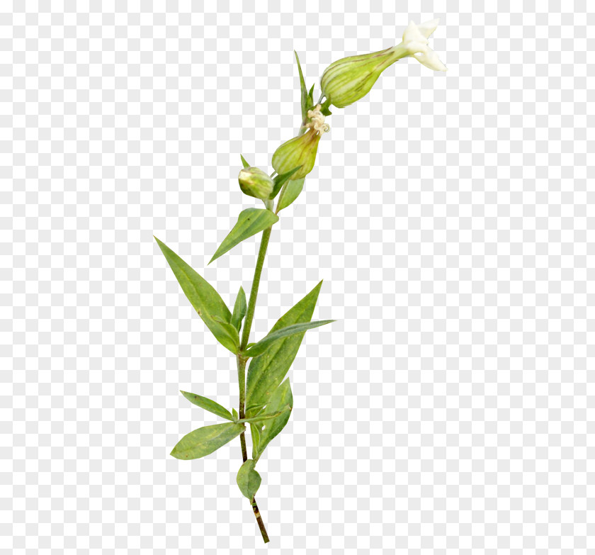 Twigs Plant Flower Clip Art PNG