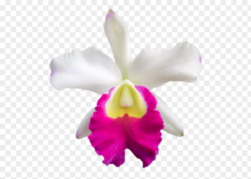 Christmas Orchid Crimson Cattleya Moth Orchids Laelia PNG