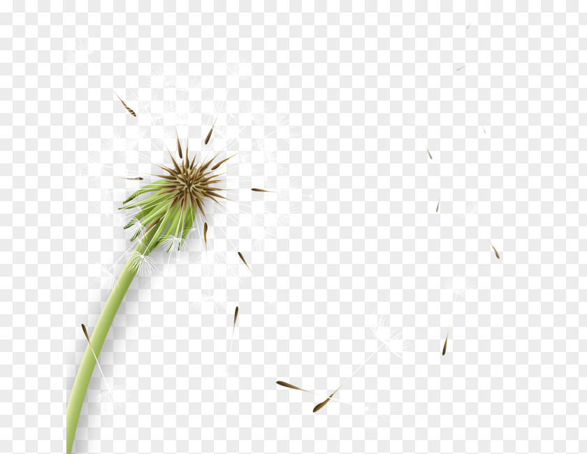 Dandelion Common Icon PNG