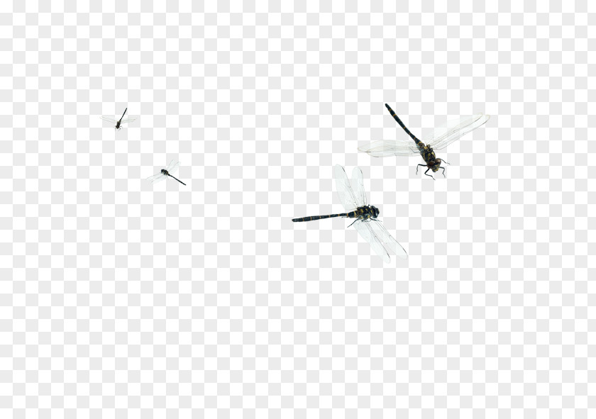 Dragonfly Flight Euclidean Vector PNG