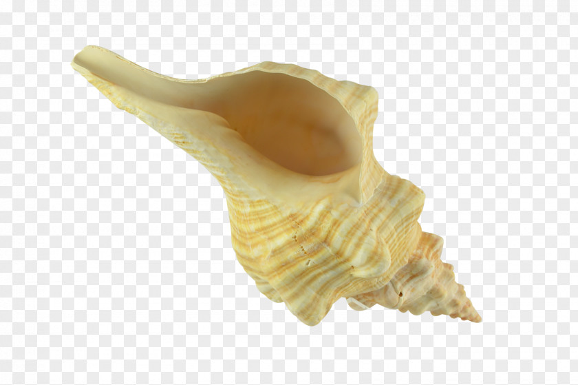 Seashell Conchology Shankha Triplofusus Papillosus PNG
