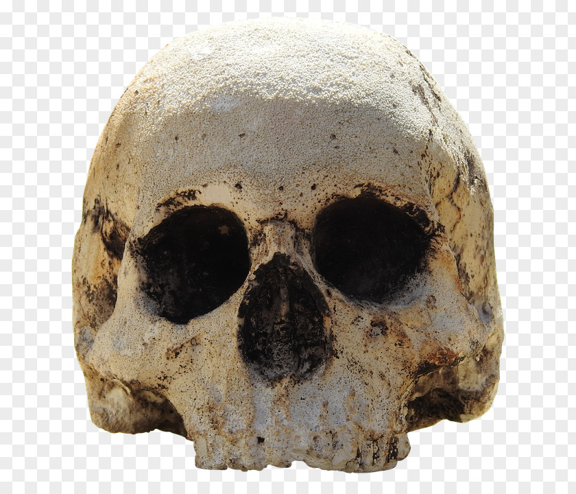 Skull Tautavel Man Skeleton PNG