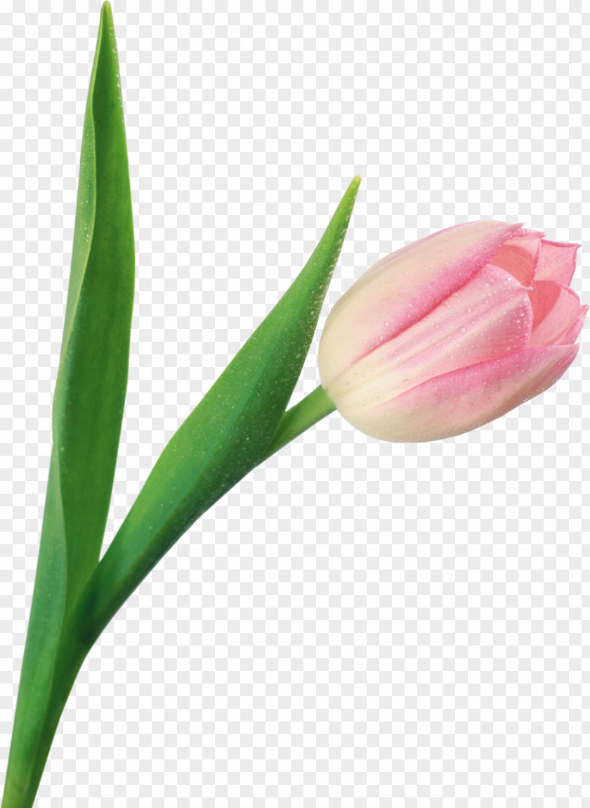 Tulip Flower Digital Image PNG