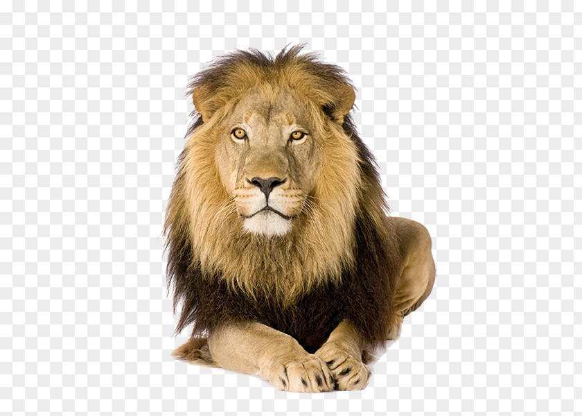 Lion Felidae Stock Photography Royalty-free Image PNG