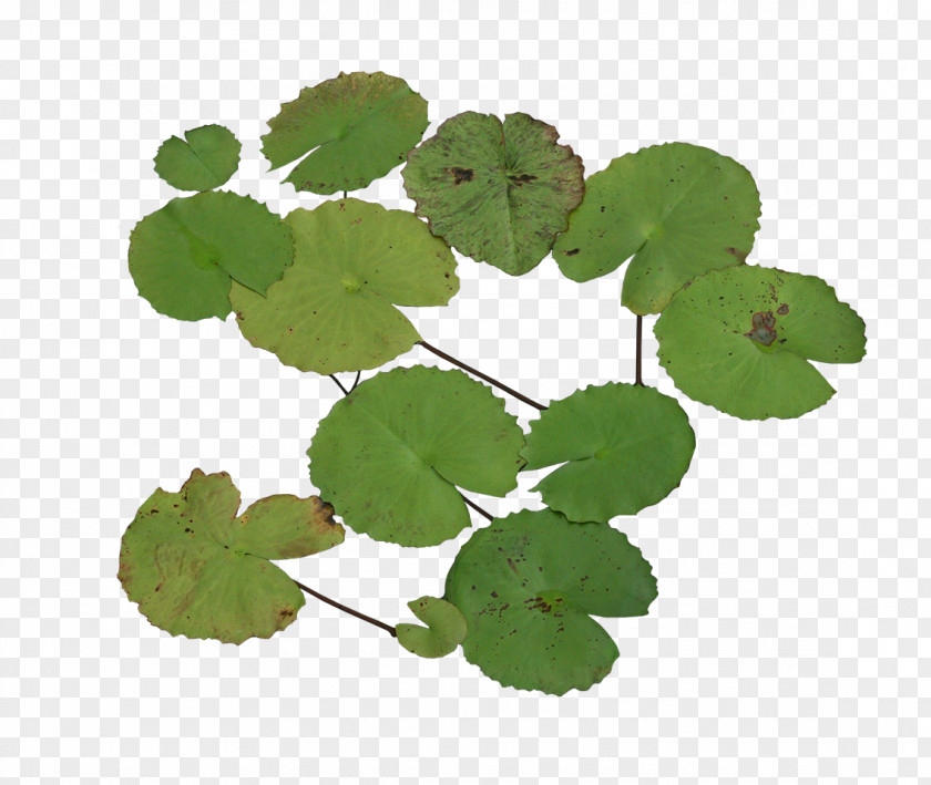 Lotus Leaf Nelumbo Nucifera Water Lily Software Animation PNG