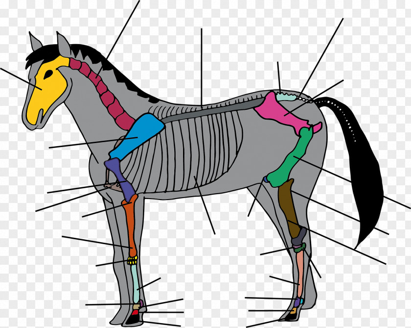 Tail Rein Unicorn PNG