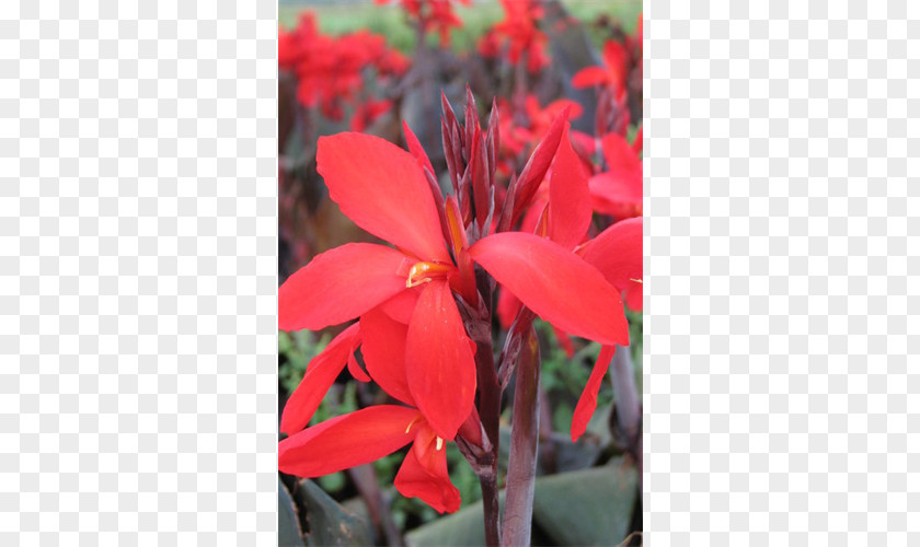 Canna Indian Shot Begonia Annual Plant Herbaceous PNG