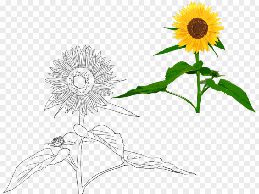 Hand-painted Sunflower Common Seed Cut Flowers PNG