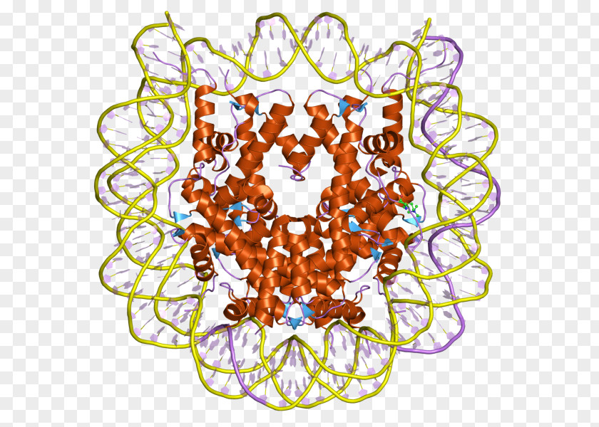 Histone DNA Cell Chromatin RNA PNG