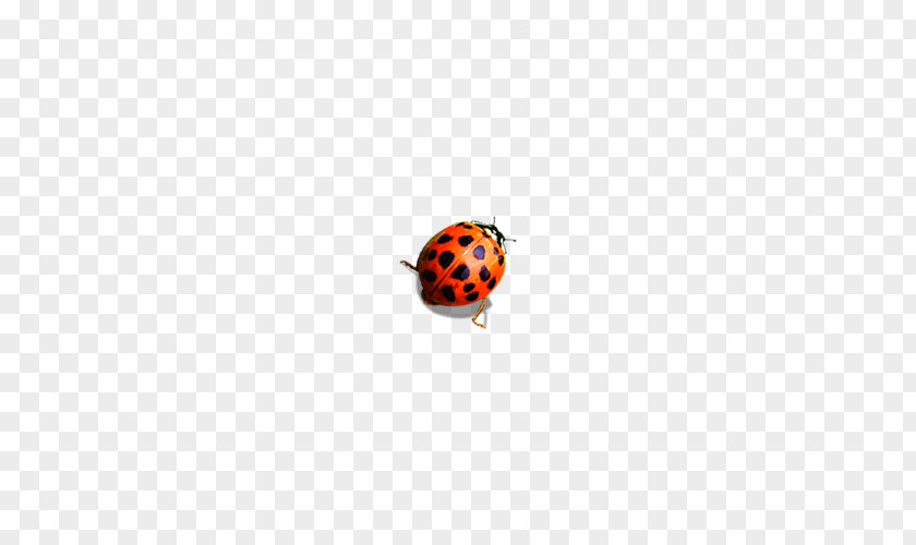 Ladybug Coccinella Septempunctata Adobe Illustrator Euclidean Vector PNG