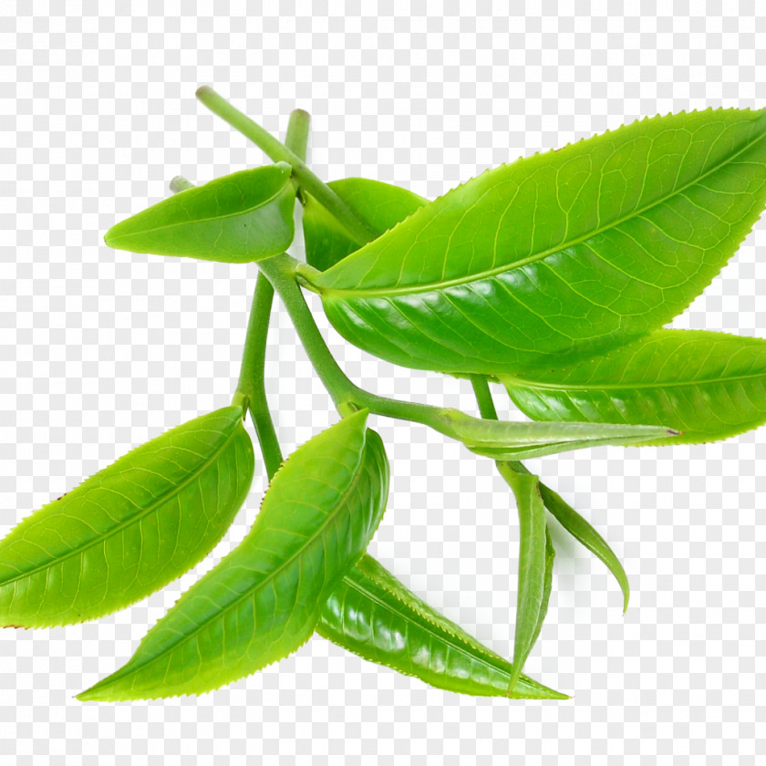 Leaves Green Tea Tree Oil Camellia Sinensis Peppermint PNG