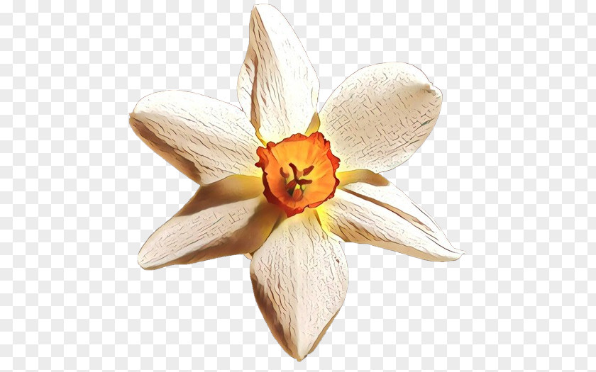 Narcissus Orange S.A. PNG