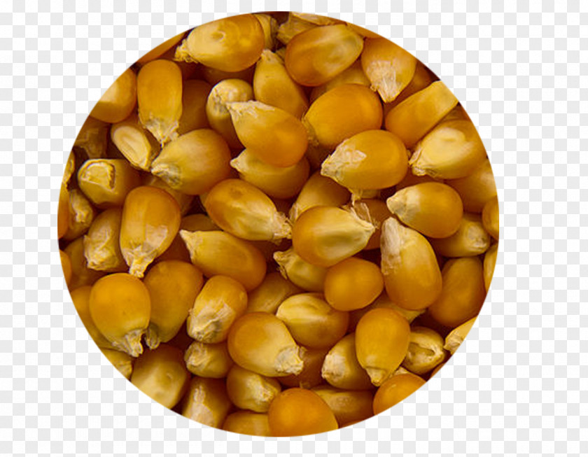 Popcorn Maize Semolina Food Crop Yield PNG