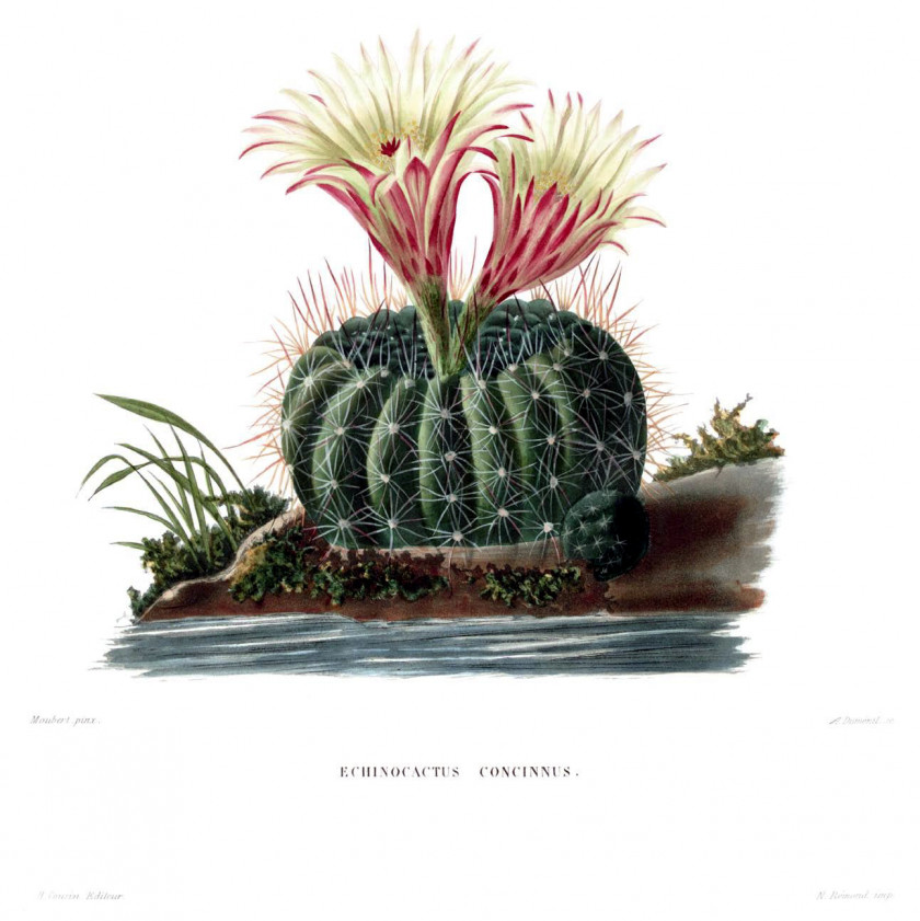 The Cactaceae Botanical Illustration Botany Cleistocactus PNG