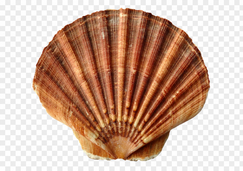 Seashell Clam Oyster Lobster Seafood PNG