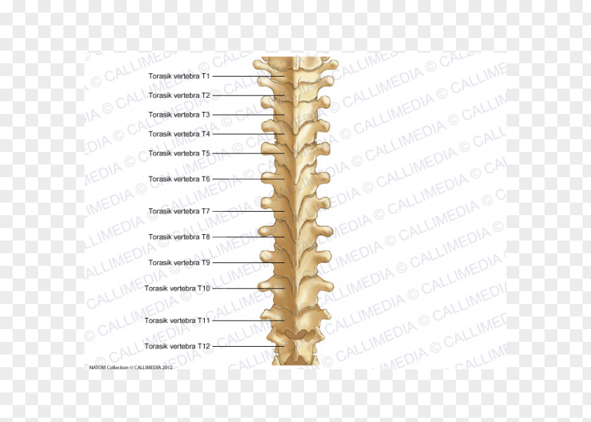 Thoracic Vertebrae Vertebral Column Bone Rachis Anatomy PNG