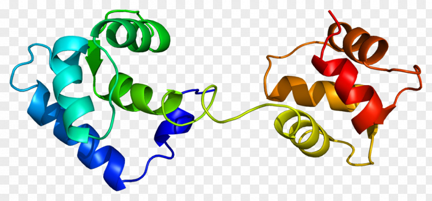 Troponin C Type 1 Skeletal Muscle Cardiac PNG