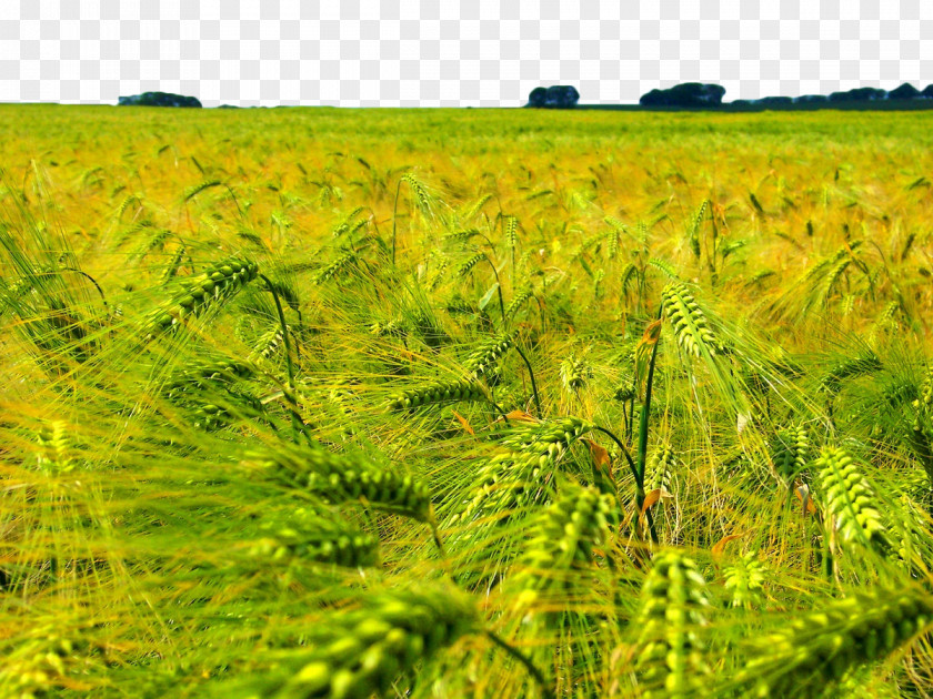 Yellow Wheat Field Agriculture Grasses Shandong Sino-Agri United Biotechnology Co.,Ltd. PNG
