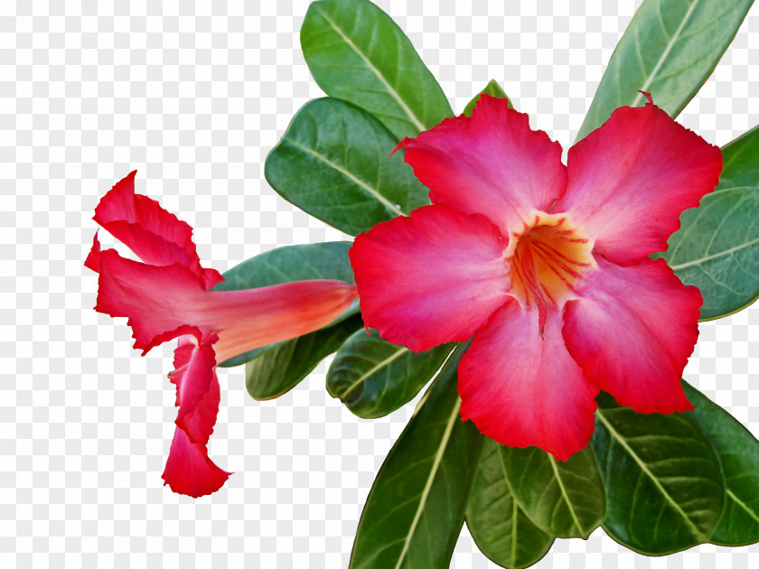 Flower Annual Plant Petal Herbaceous PNG