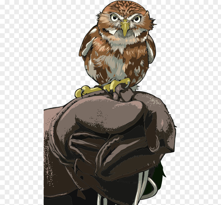 Owl Bird Image Clip Art Vector Graphics PNG