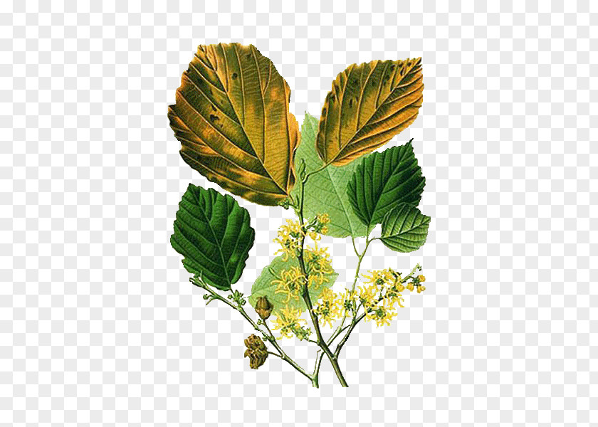 Tree American Witch-hazel Astringent Hamamelis Mollis Shrub PNG