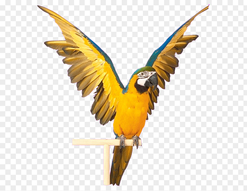 Blue Striped Yellow Parrot Bird Computer File PNG