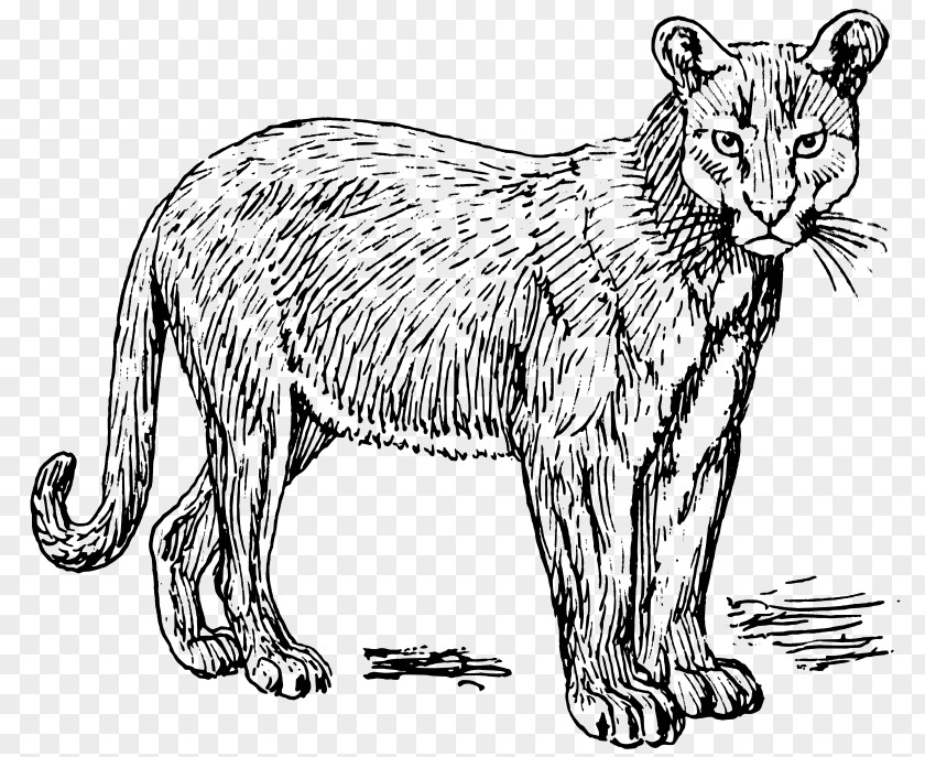 Cat Cougar Wildcat Tiger Lion PNG