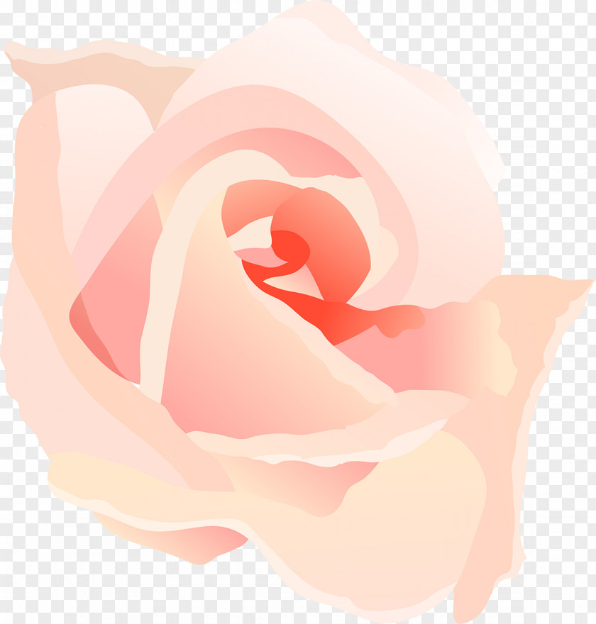 Pink Rose Drawing Photography Clip Art PNG