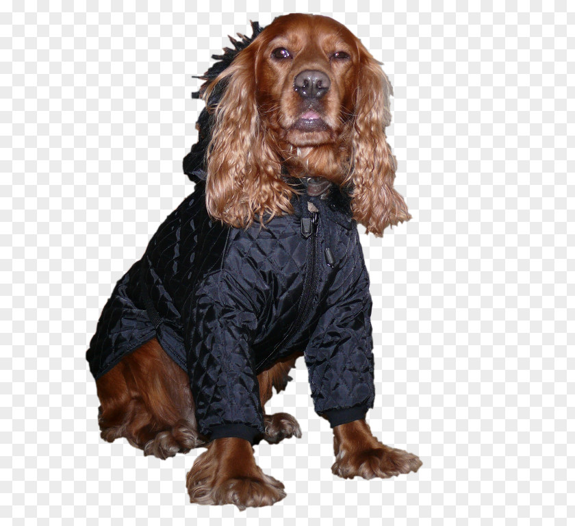 Puppy Boykin Spaniel Irish Setter Field Sussex English Cocker PNG