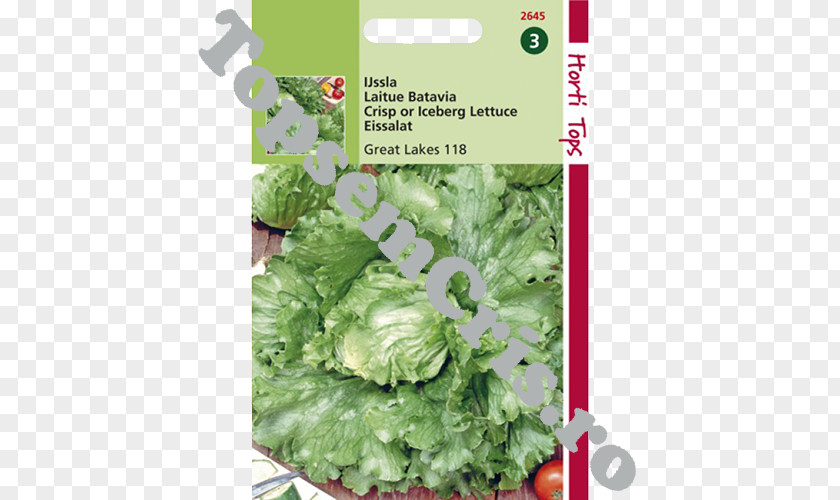 Salata Romaine Lettuce Iceberg Spring Greens Leaf Vegetable Herb PNG