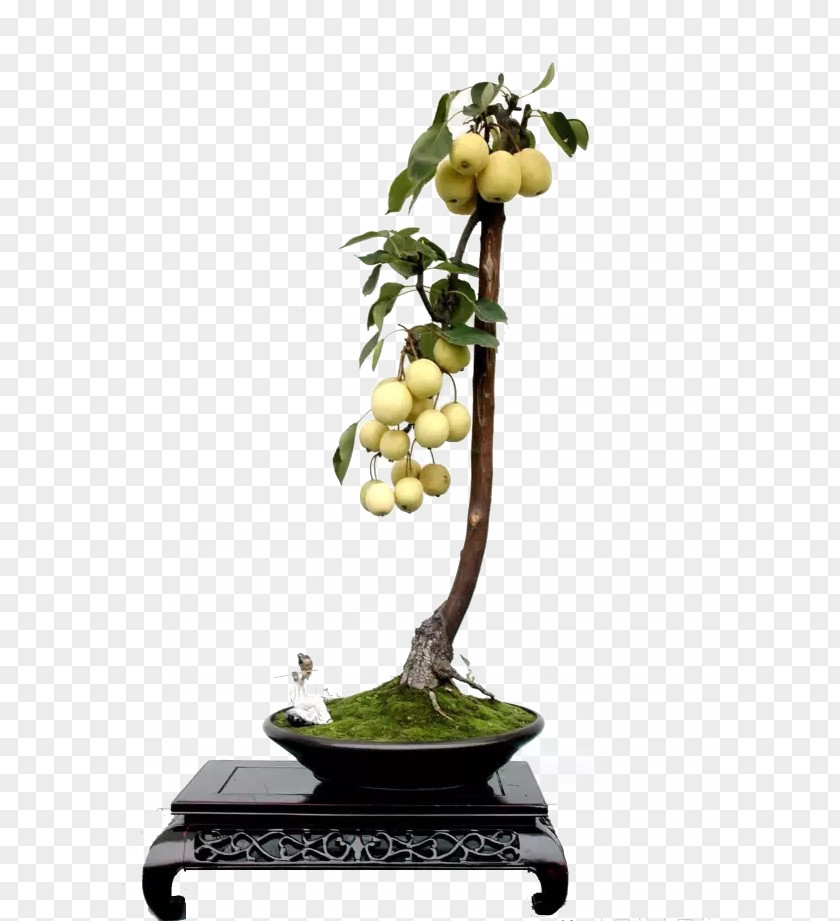 The Pear On Tree Asian Bonsai Pyrus Xd7 Bretschneideri Auglis PNG