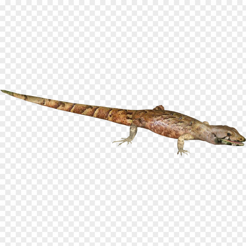 Agama Gecko Terrestrial Animal Tail PNG