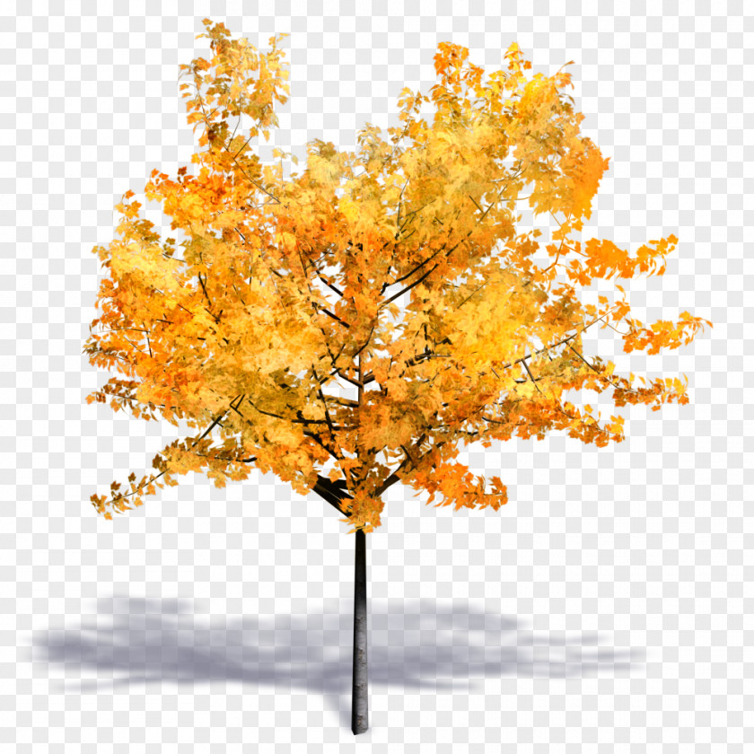 Autumn Tree Woody Plant Autodesk Revit SketchUp PNG