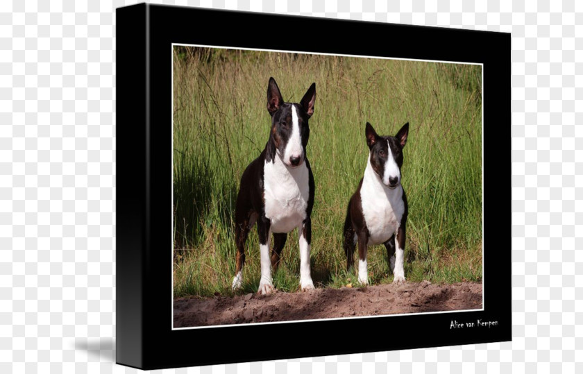 Bull Terrier Miniature Boston Dog Breed American Staffordshire PNG