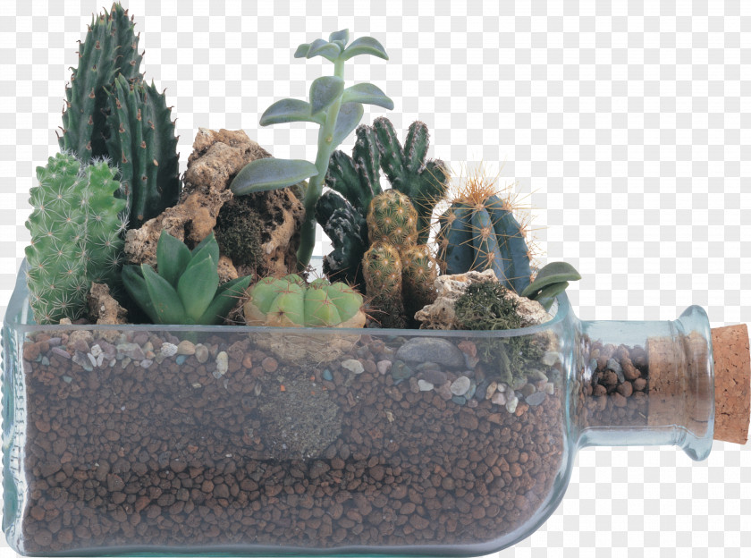 Cactus Cactaceae Flower Clip Art PNG