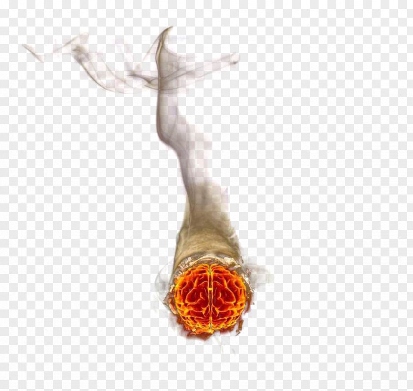 Fire Cigarette Butts Flame PNG