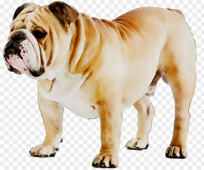 French Bulldog Puppy Dog Breed American PNG