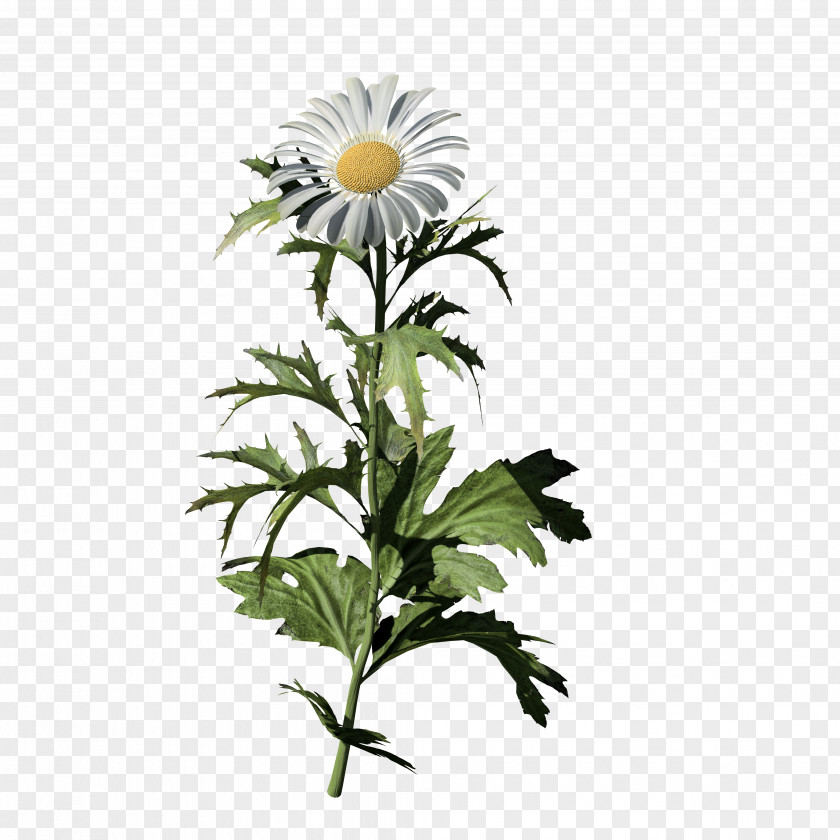 Oxeye Daisy Common SpeedTree Low Poly Chamomile PNG