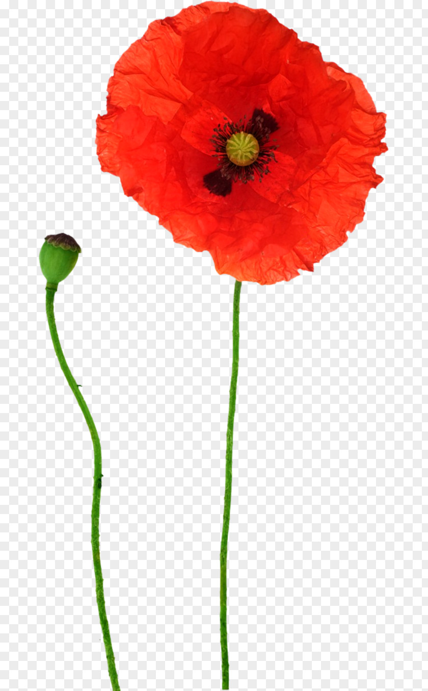 Poppy Opium Flower Red PNG