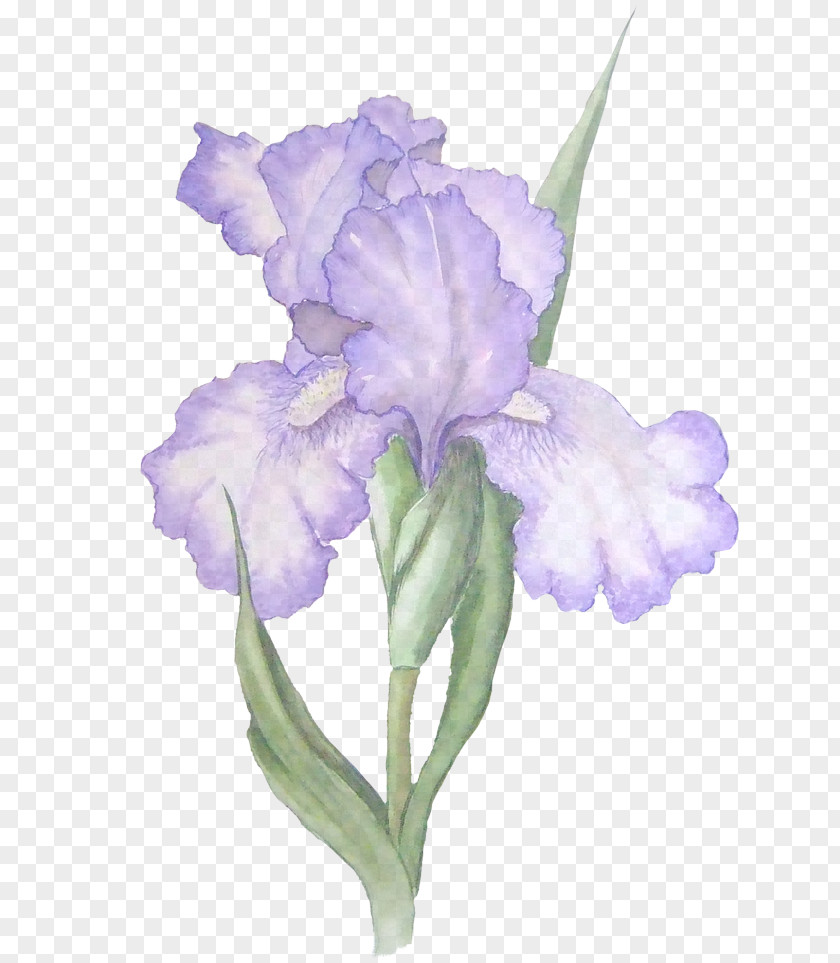 Violet Iris Lavender PNG